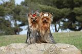 YORKSHIRE TERRIER 375